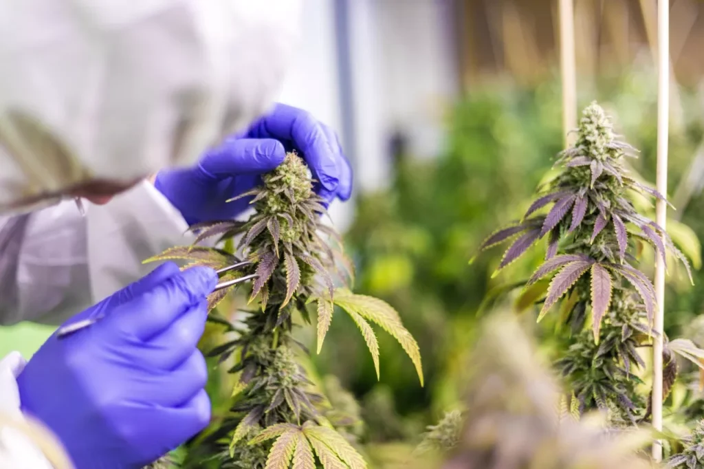 Right Strain for Your Needs