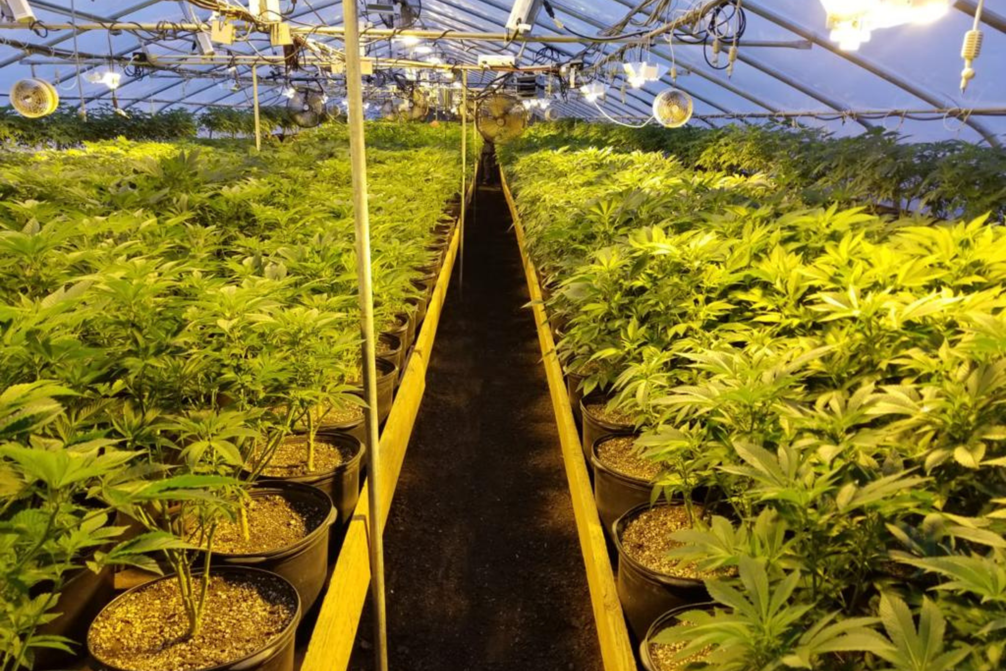 Hemp plants