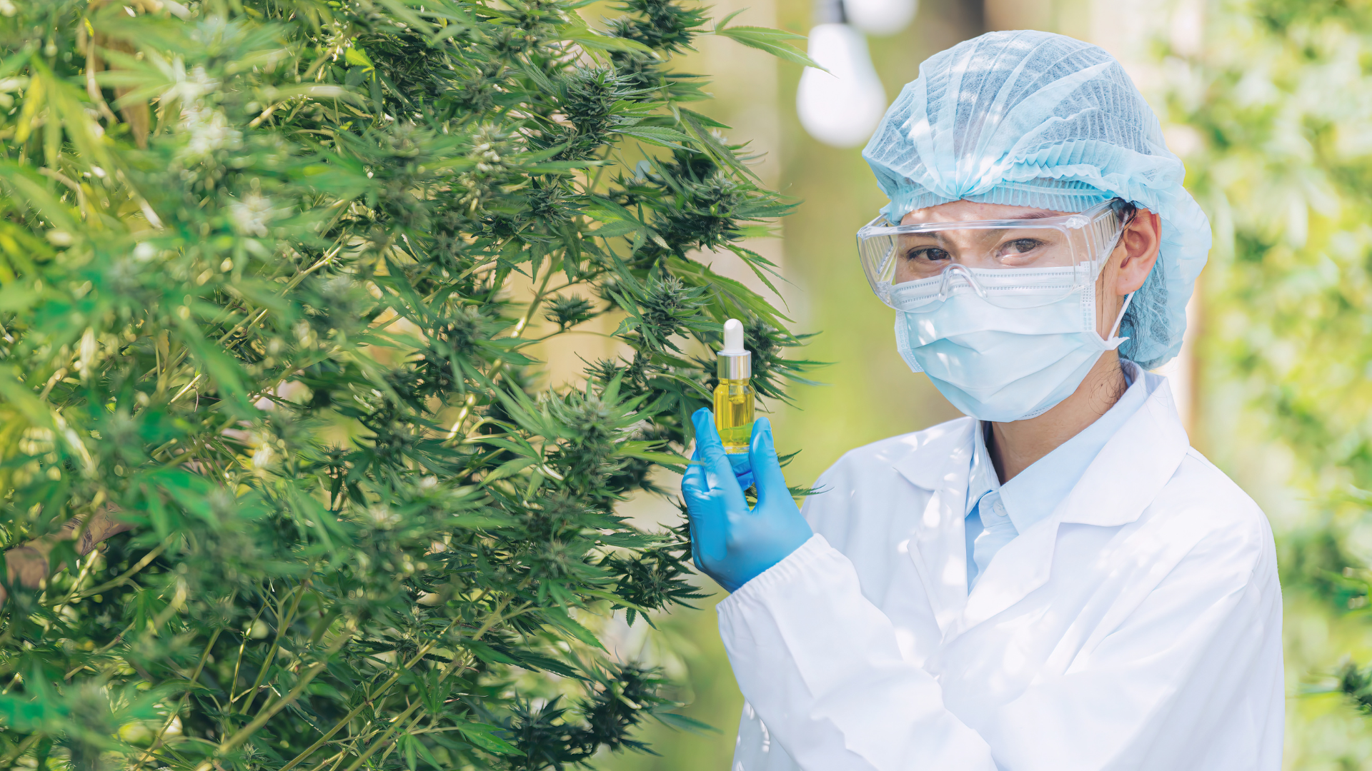 THCP An Interesting New Phytocannabinoid
