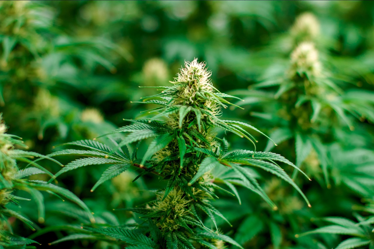 cannabis plants