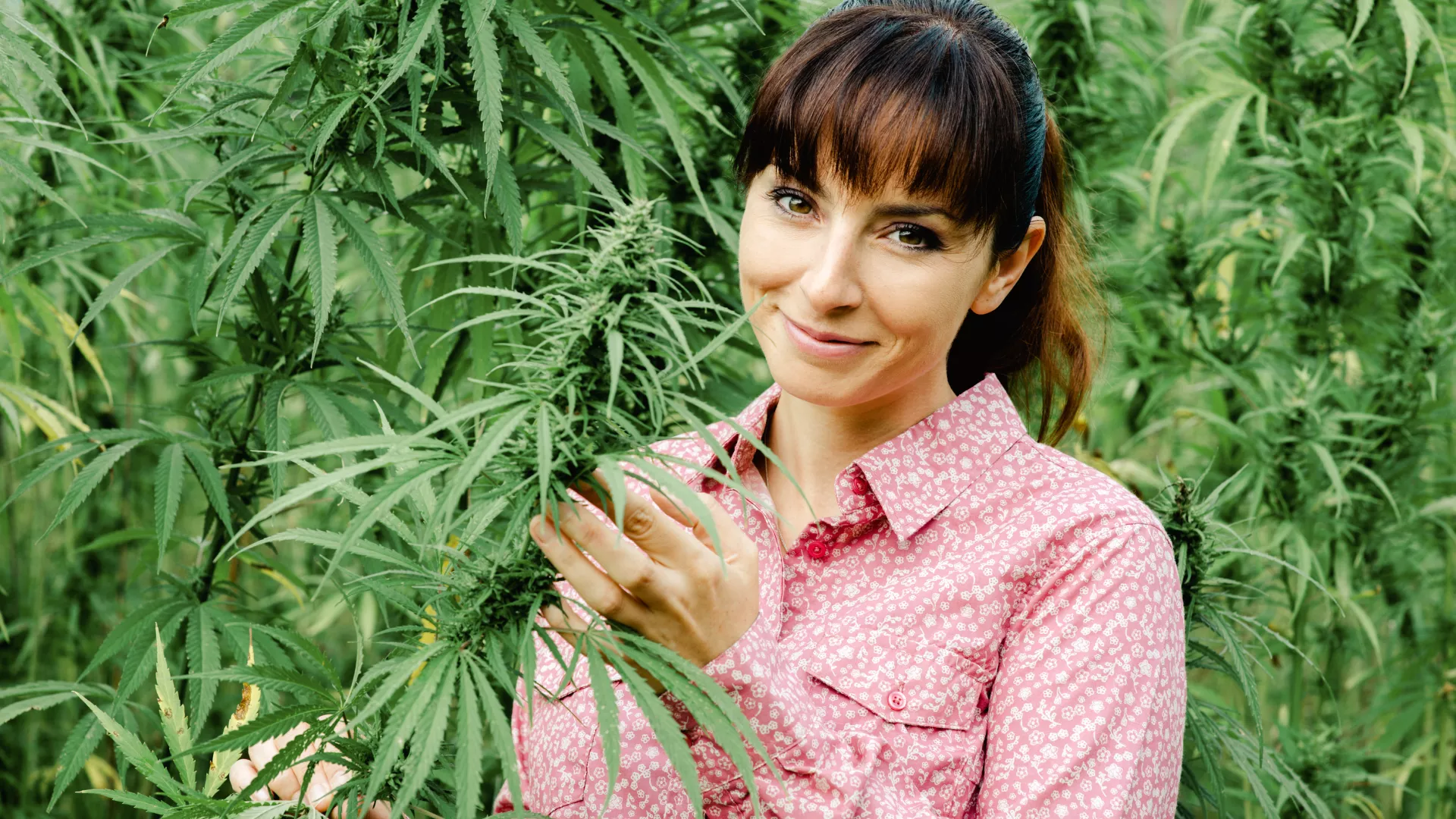 Wholesale Hemp Flowers