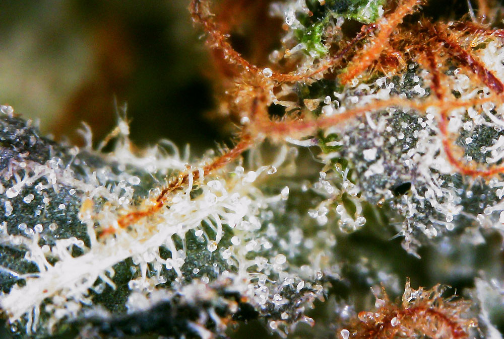 Cannabinoids and Terpenes