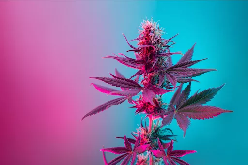 A Rare Cannabinoid with Big Potential