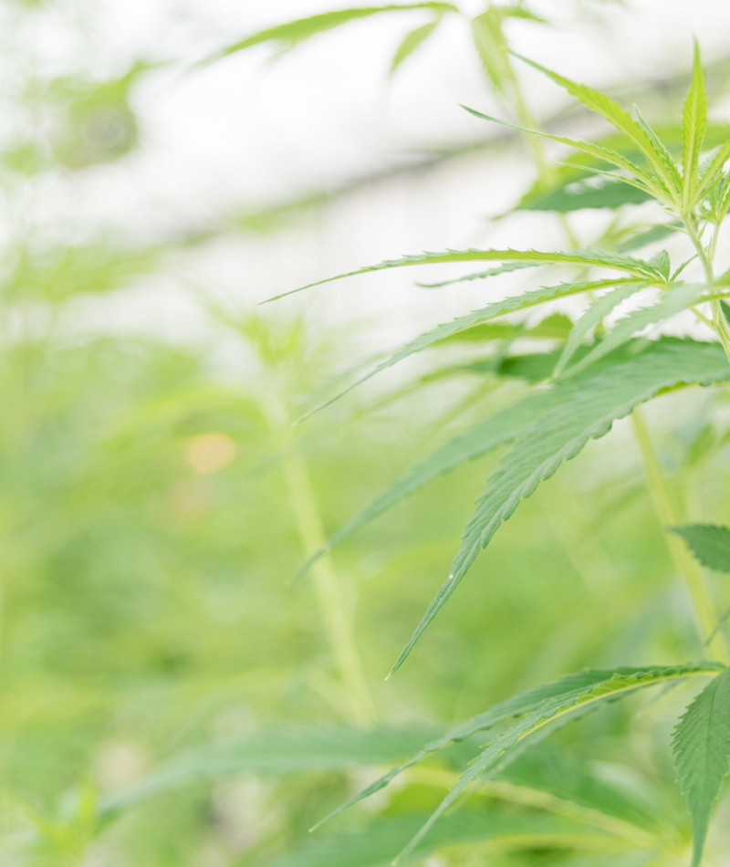 Cannabinoids-in-Europe